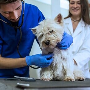 Small Animal Veterinarians — Veterinary Clinic in Terrebonne, OR Small Animal Veterinarians — Veterinary Clinic in Terrebonne, OR