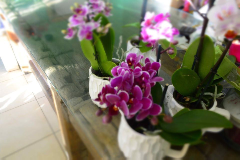 Orchidee rosa e viola in vasi bianchi sono appoggiate su una superficie di vetro, ben illuminate.