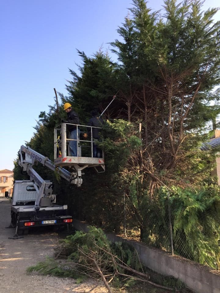 rimozione alberi
