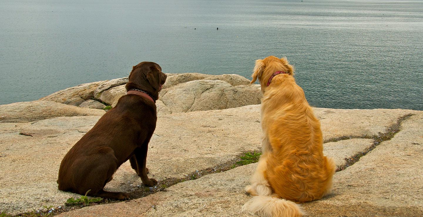 Two dogs, one brown and one golden, sit on a rocky shore facing the calm sea.