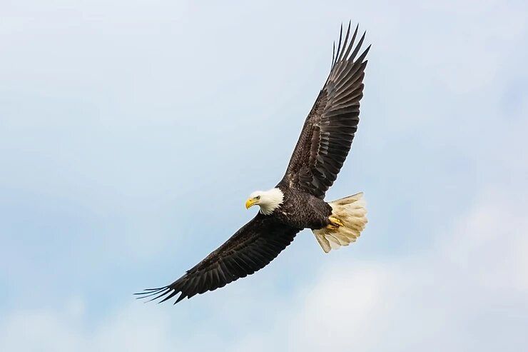 Bird — Northern Rivers Coaching And Counselling In Rowlands Creek Road, Uki, NSW Bird — Northern Rivers Coaching And Counselling In Rowlands Creek Road, Uki, NSW