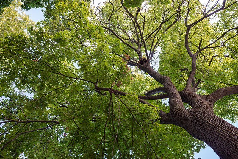 Large Green Tree View from Below — Northern Rivers Coaching And Counselling In Rowlands Creek Road, Uki, NSW