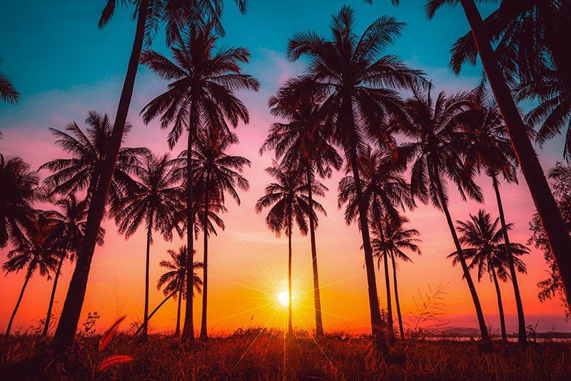 Palm Trees With Colourful Sunset Background— Northern Rivers Coaching And Counselling In Rowlands Creek Road, Uki, NSW