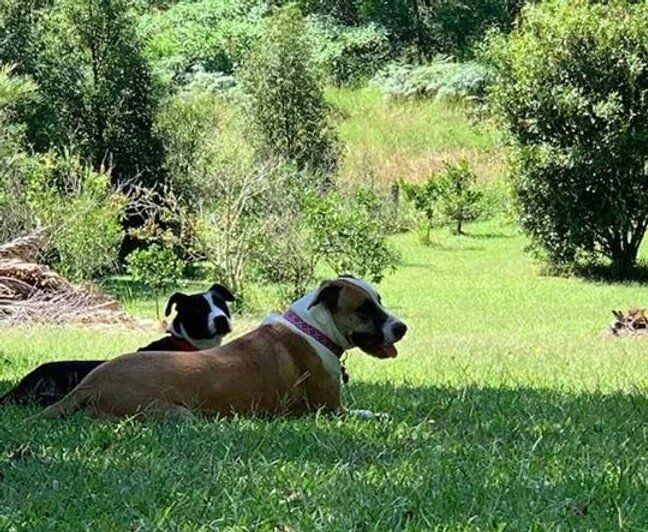 Two Dogs — Northern Rivers Coaching And Counselling In Rowlands Creek Road, Uki, NSW