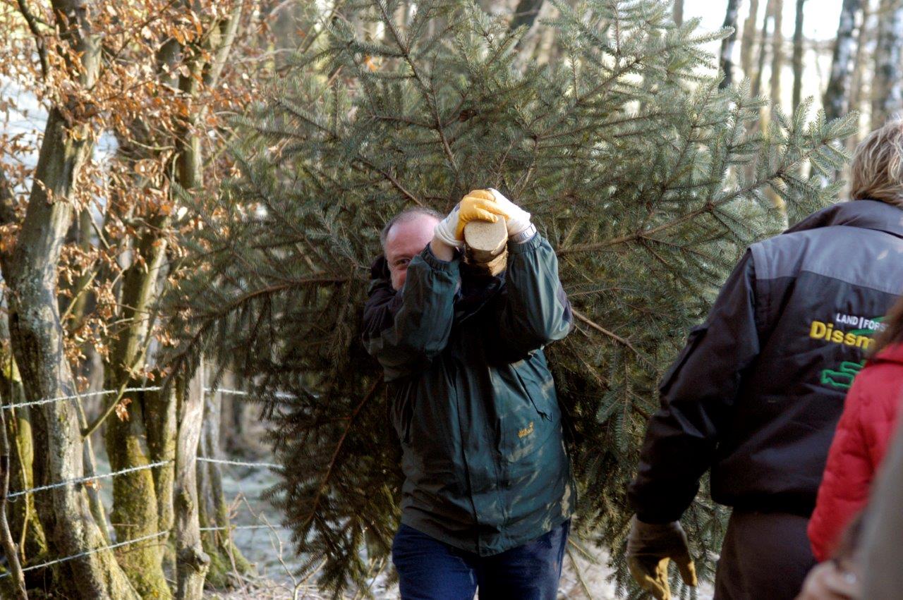 Ein Mann trägt einen Weihnachtsbaum auf seinem Rücken.