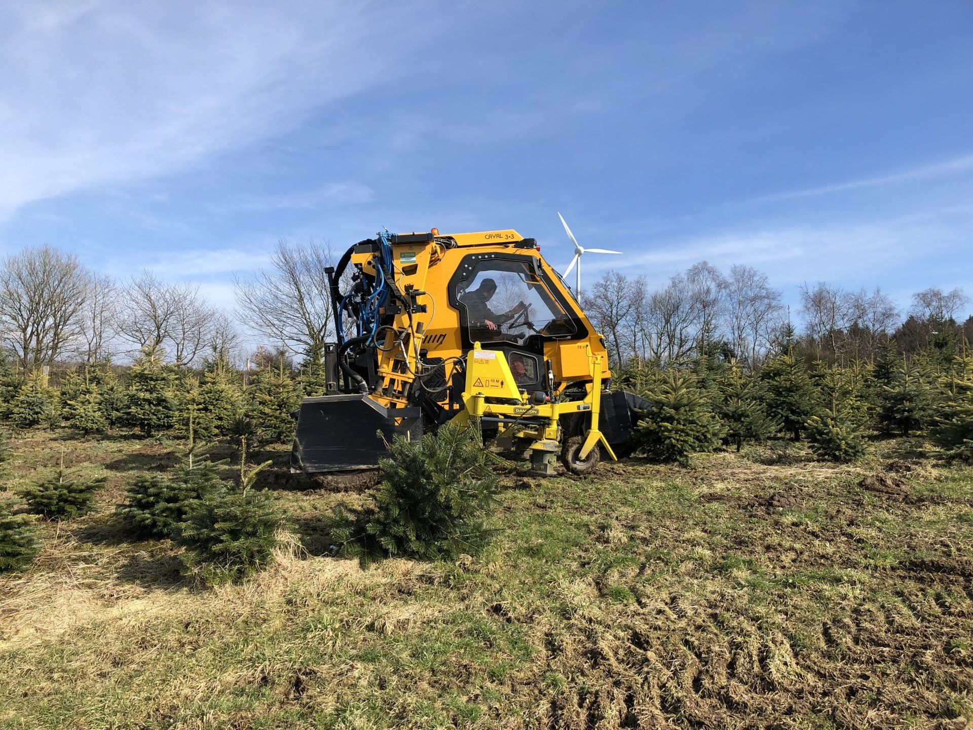 Ein gelber Traktor fällt auf einem Feld einen Weihnachtsbaum.