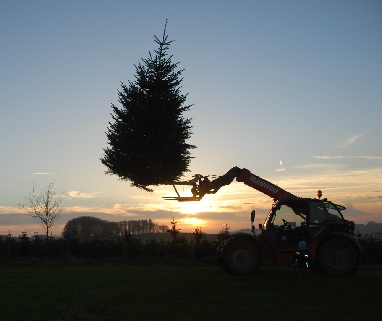 Ein Traktor hebt einen Weihnachtsbaum in die Luft