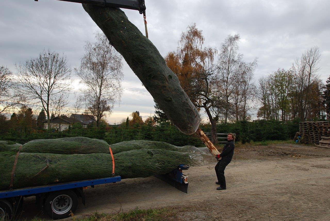Ein Mann hebt einen großen Weihnachtsbaum auf einen Anhänger.