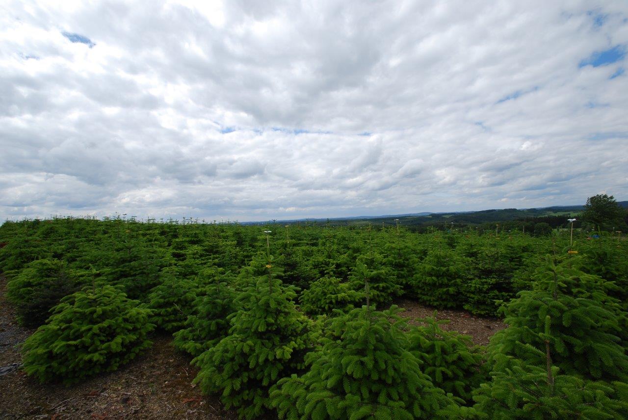 Ein Feld mit Bäumen und einem bewölkten Himmel im Hintergrund