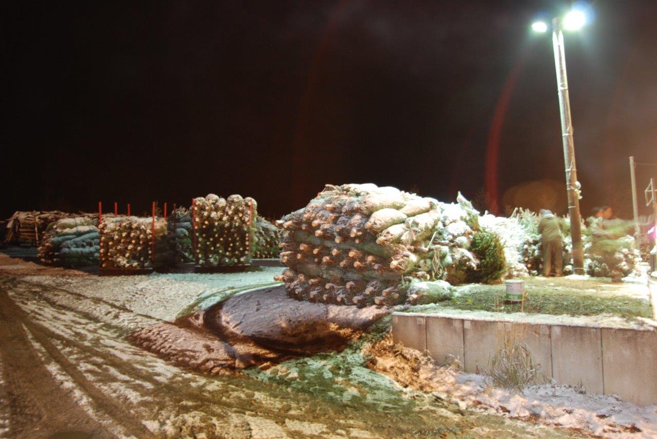 Ein Haufen Weihnachtsbäume, die nachts mit Schnee bedeckt sind