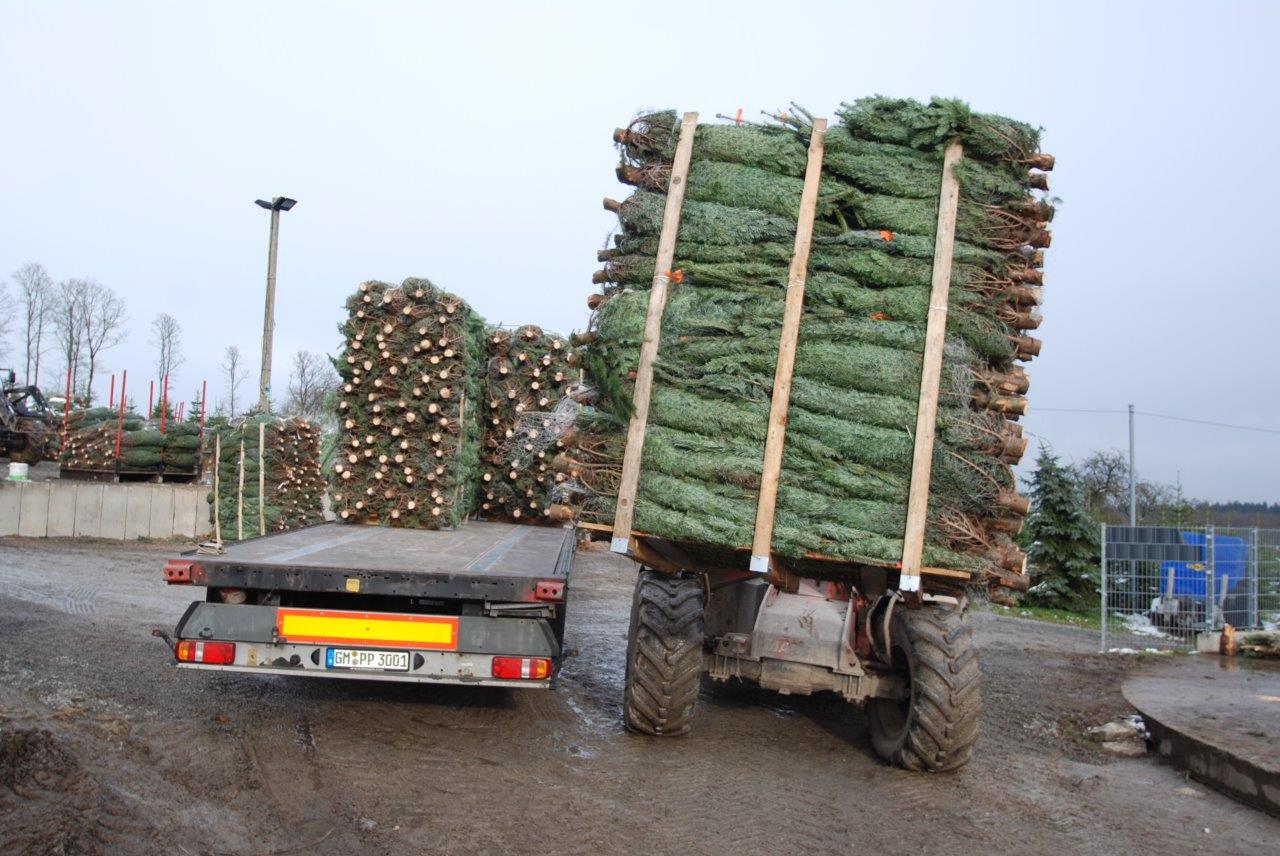 Ein LKW transportiert einen großen Stapel Weihnachtsbäume auf einem Anhänger.