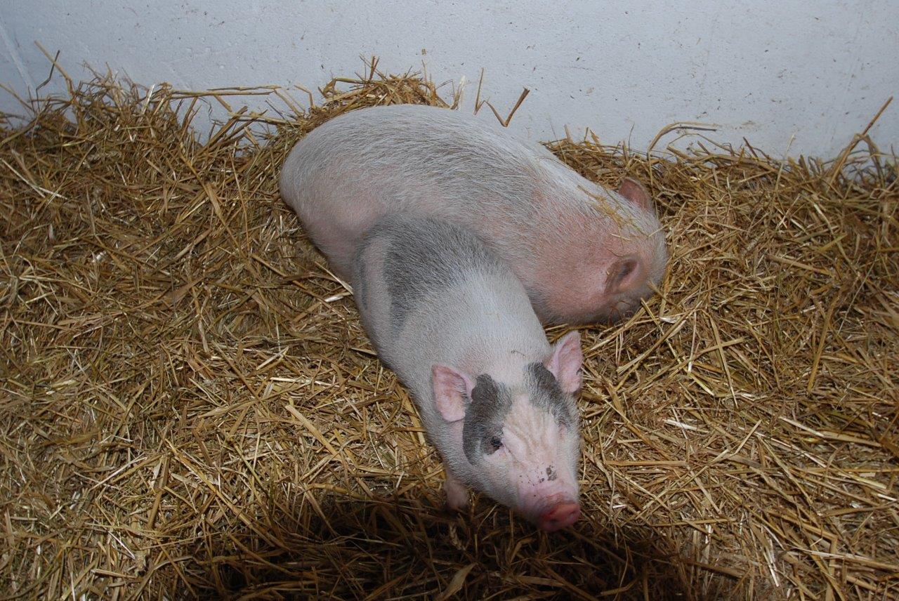 Zwei Schweine liegen in einem Heuhaufen.