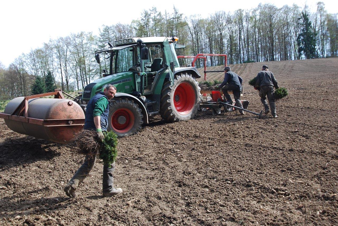 Männer auf einem Acker tragen Tannnebaumreste auf einen Traktor