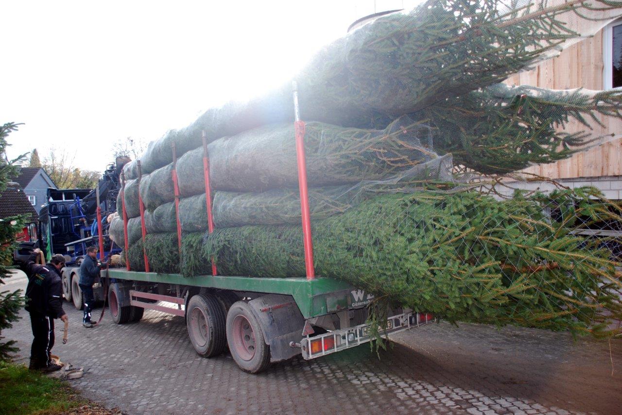 Ein LKW transportiert auf seiner Ladefläche einen Weihnachtsbaum.