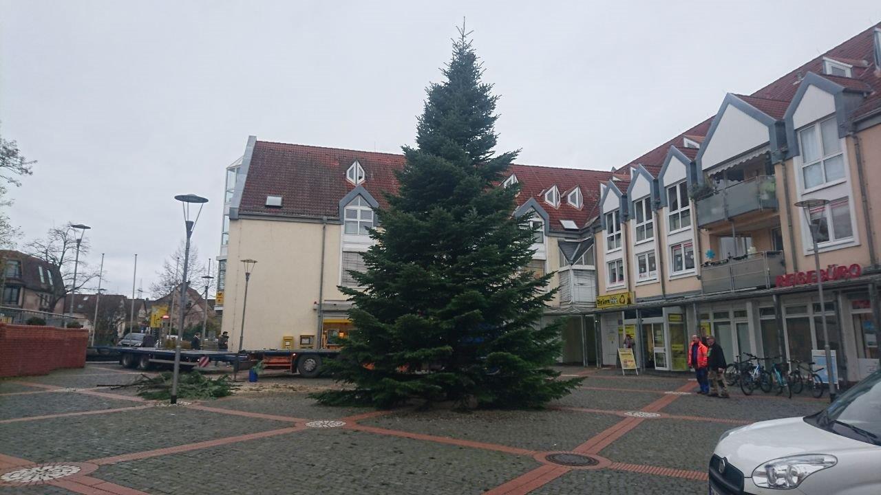 Ein großer Weihnachtsbaum steht auf einem Parkplatz vor einem Gebäude.