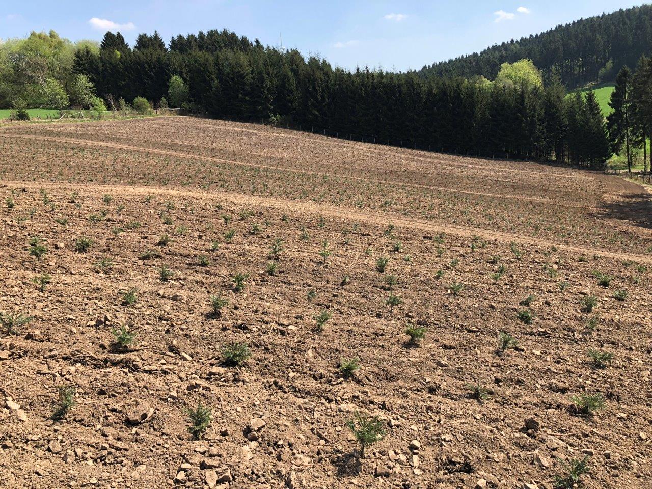 Ein Erdfeld mit Bäumen im Hintergrund.