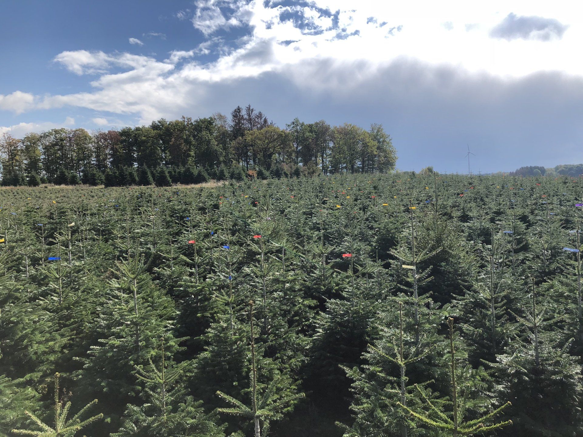 Ein Feld mit Bäumen und einem Wald im Hintergrund