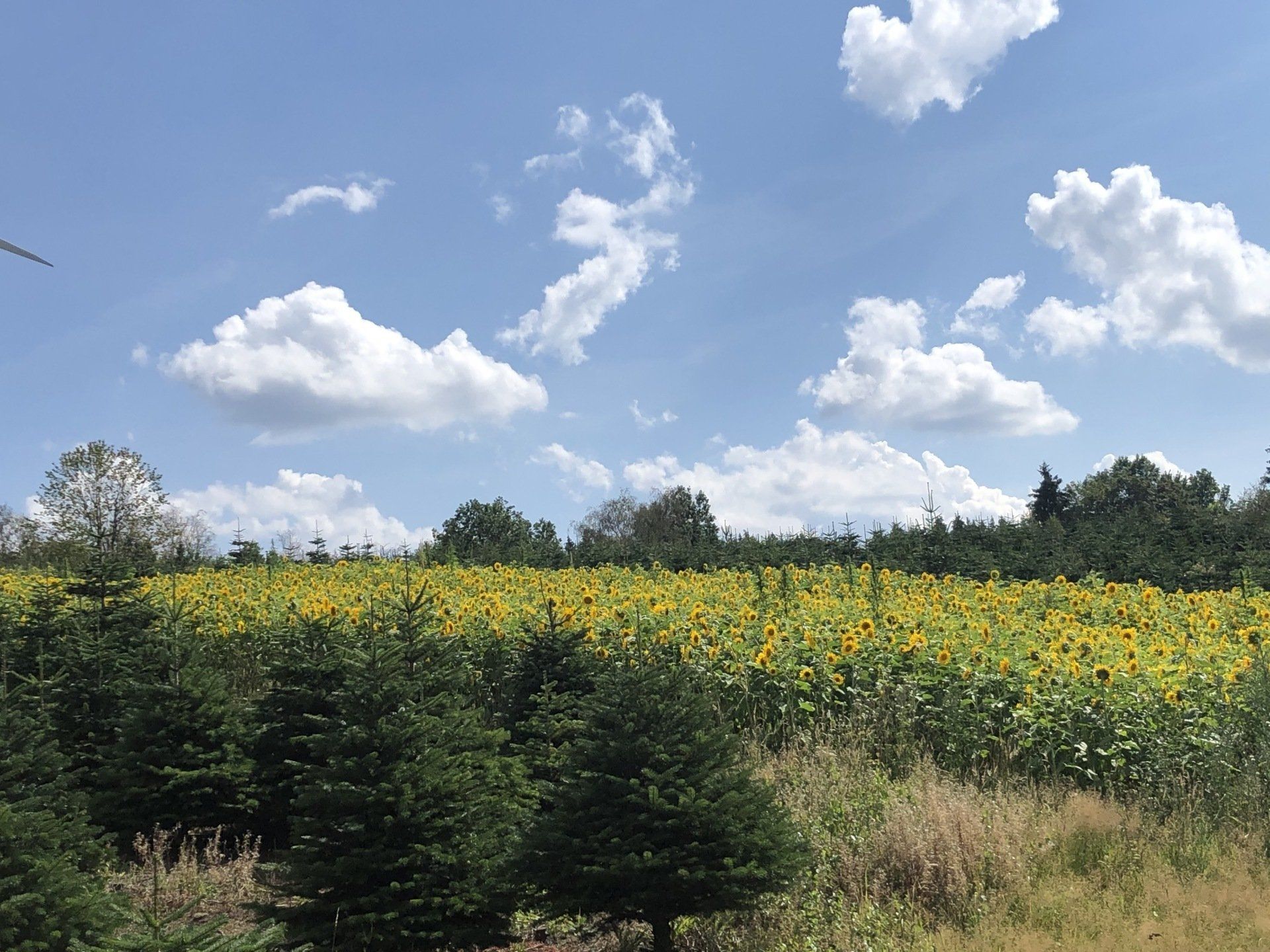 Ein Feld mit Sonnenblumen mit Bäumen im Vordergrund und einem blauen Himmel mit Wolken im Hintergrund
