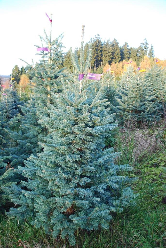 Ein Tannenbaum auf einer grünen Wiesen mit Tannenbäumen im Hintergrund
