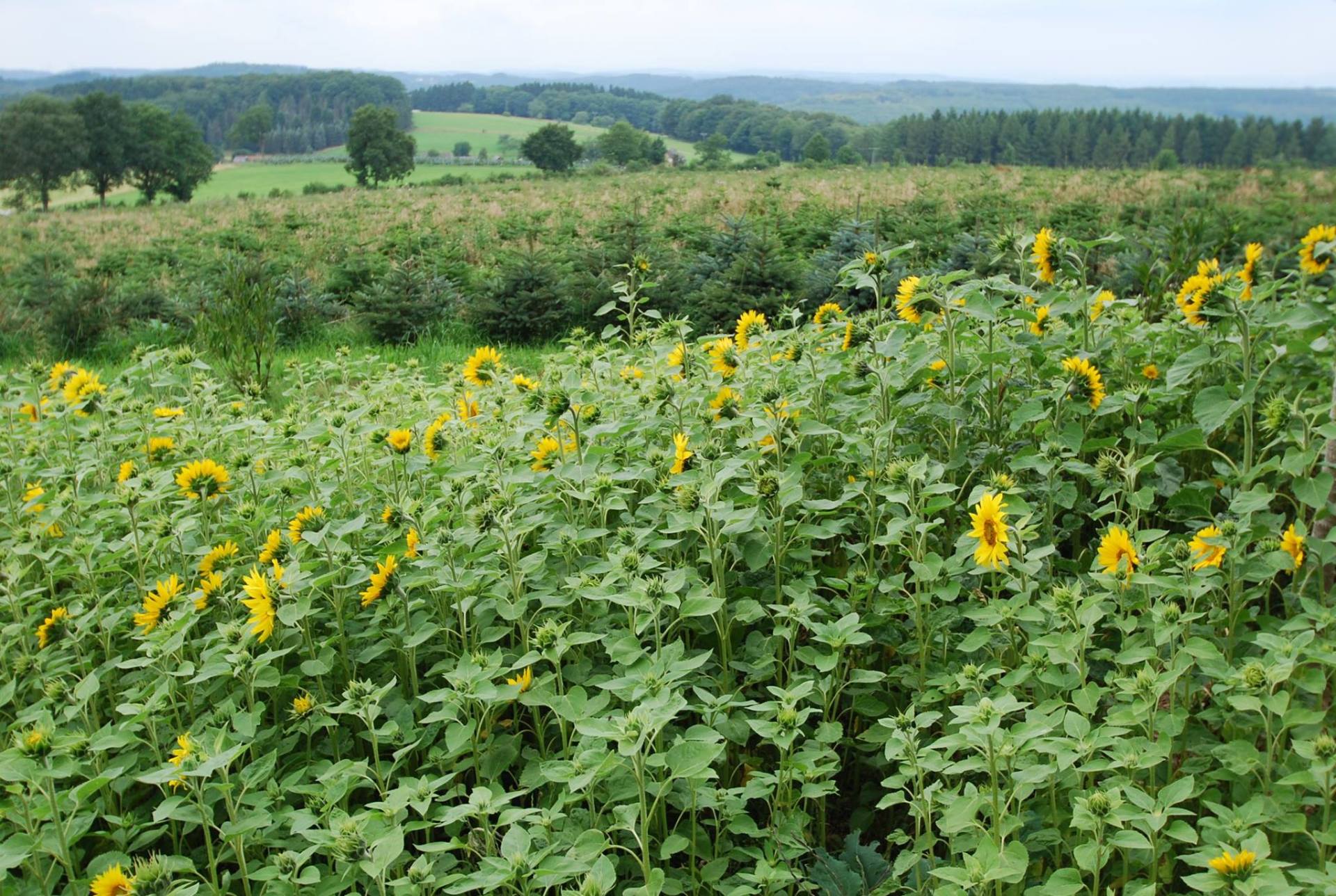 Eine Wiese mit Sonnenblumen