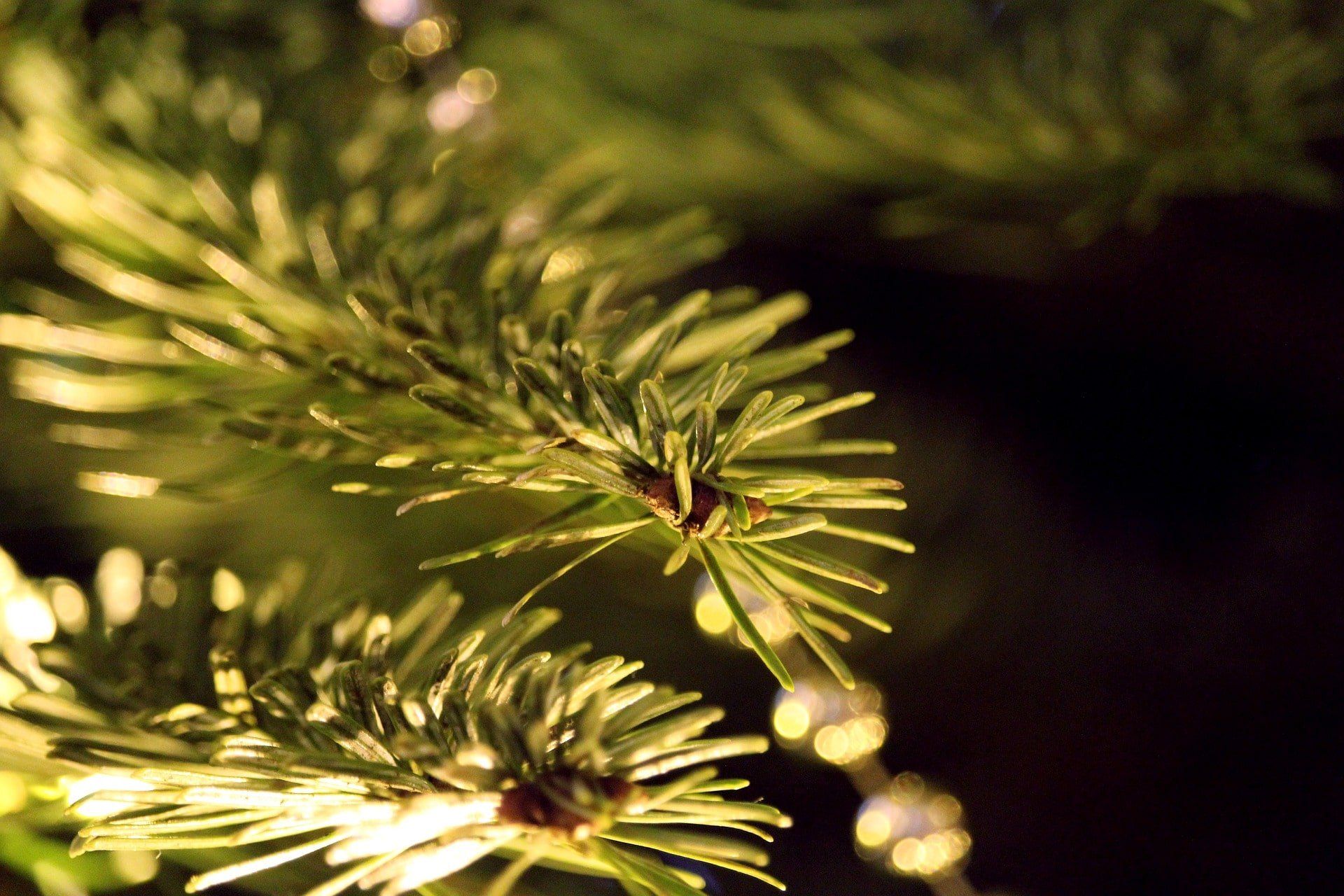 Eine Nahaufnahme von einem Weihnachtsbaum mit Lichtern darauf