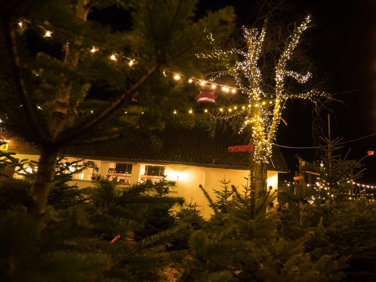 Ein Haus ist mit Weihnachtslichtern geschmückt und die Bäume sind nachts beleuchtet.