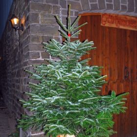 Tannenbaum vor einer Steinmauer