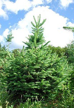 Tannebaum mit blauem Himmel und Wolken