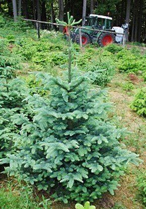 Nobilis Tanne Nobilis Tanne | Tannenbaum mit Wiese, Traktor und Wald im Hintergrund