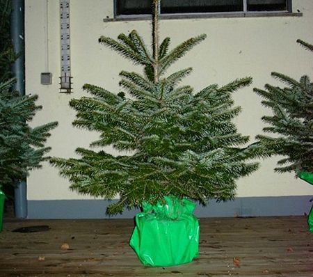 Tannenbaum in einem Stände der hellgrüne verpackt ist vor einem Haus