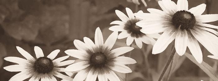 Flowers in bloom