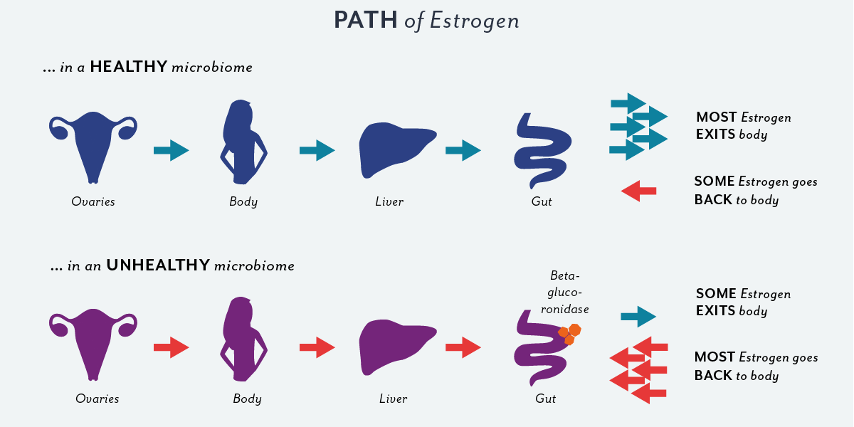 Too Much Estrogen In Your Gut