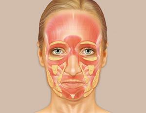 Facial Aging Process - Fat Loss