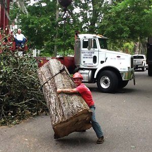 Tree-Trimming