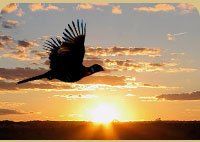 Bird in silhouette flies toward the sunset.