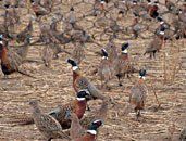 Many pheasants foraging on a dry, brown field.