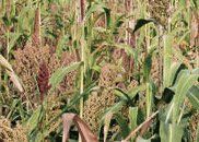 Field of sorghum plants with green leaves and seed heads.