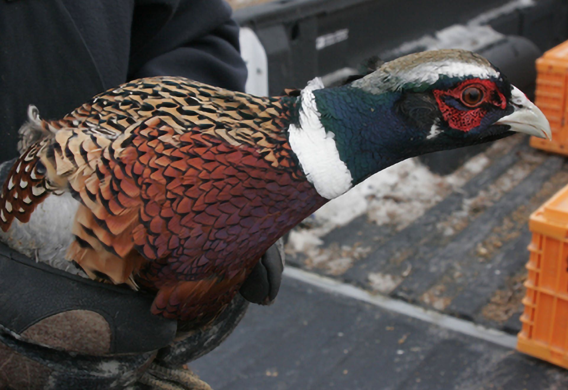A pheasant held in gloved hands, with colorful plumage: brown, red, white, and blue.