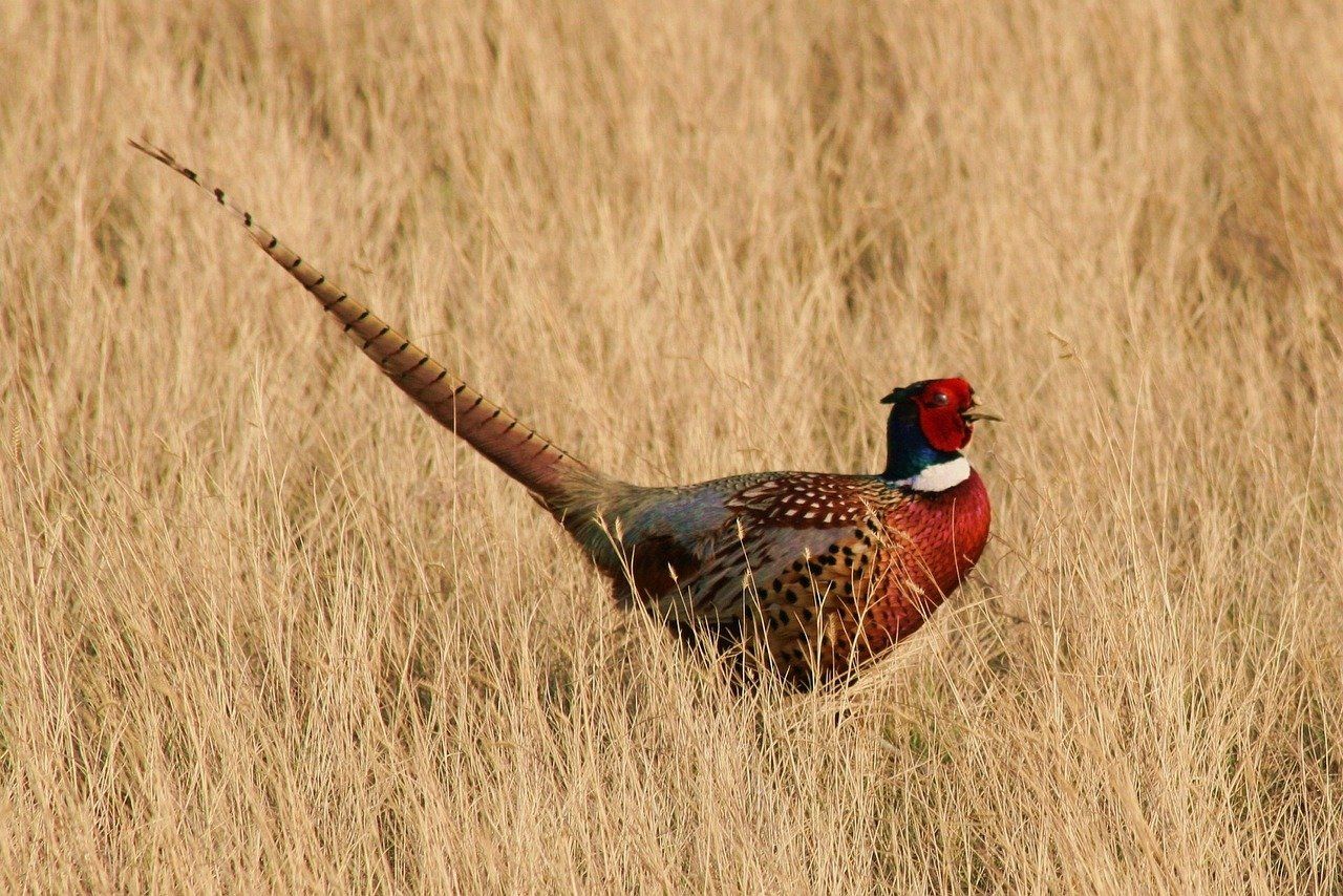 Ring-necked pheasant in tall, dry grass, displaying vibrant red head, white neck ring, and long, patterned tail.