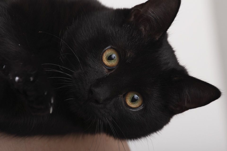 Black cat