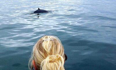Whale watching Iceland