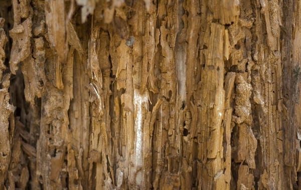 Insect Control — Termite Colony on Woods in Chino, CA Insect Control — Termite Colony on Woods in Chino, CA