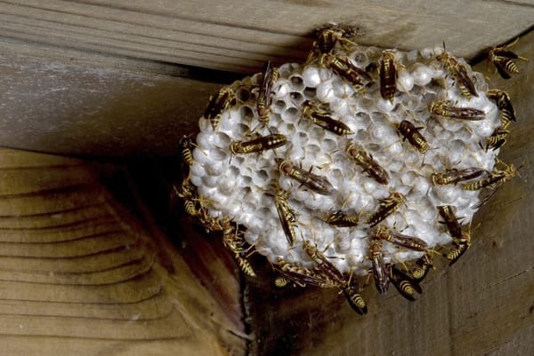 Roach Control — Wasps Hive in Chino, CA Roach Control — Wasps Hive in Chino, CA