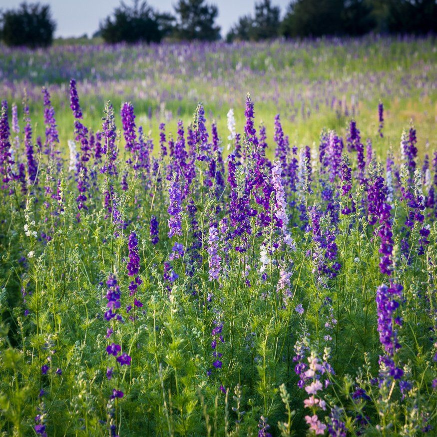 Field of Flowers