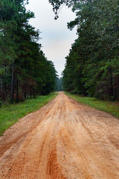 a dirt road going through a forest on a cloudy day .