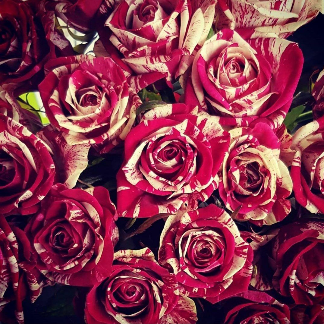 rose