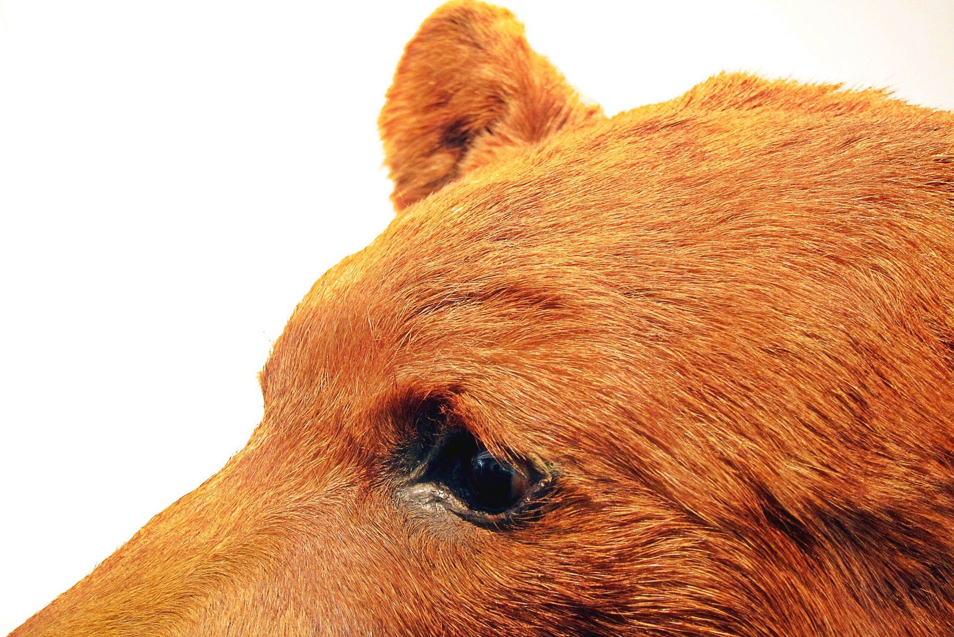A close up of a brown bear 's face on a white background