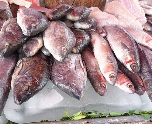 Fish For Sale - Meat Market in Denver, CO
