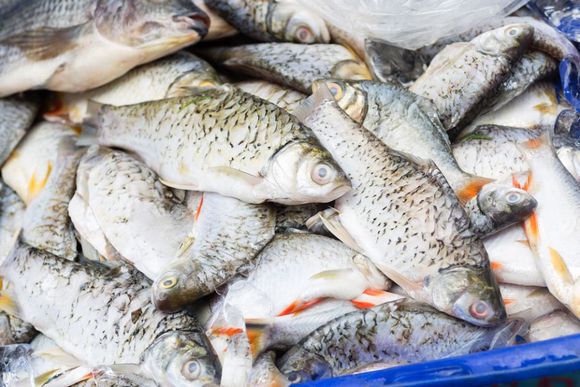 frozen fish