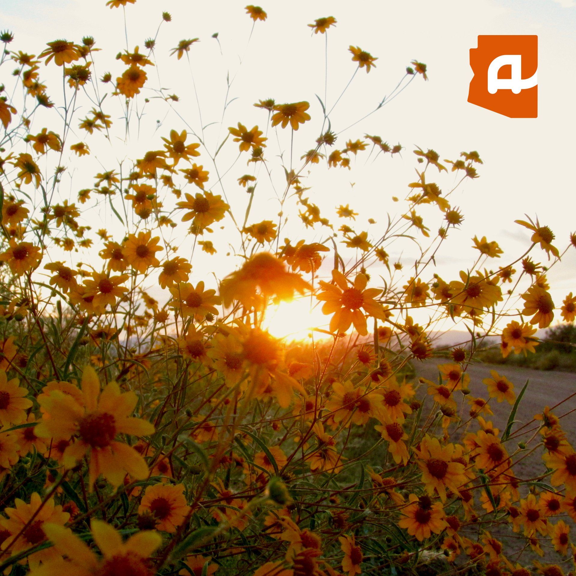 Sunset Wildflowers